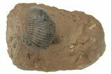 Corynexochid (Paralejurus) Trilobite - Lghaft, Morocco #210167-2
